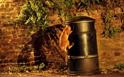 wildlife отговориха