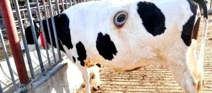 tratarea