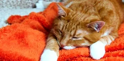 котки