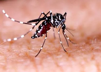 chikungunya