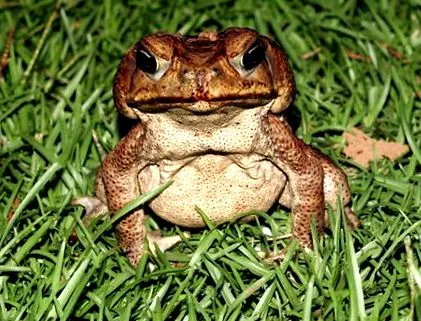 megfelelőbb