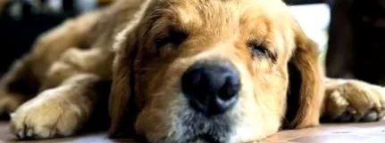 medicul veterinar