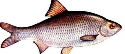 caracteristicile
