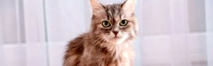 котките