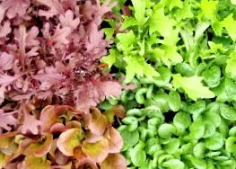 wintergreens