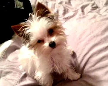 guide yorkie
