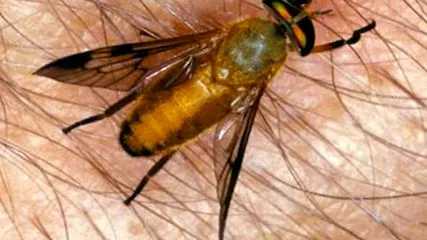 sárga