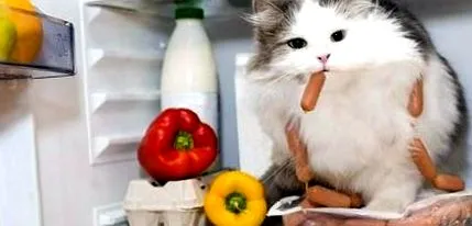 котки