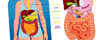 digestiv