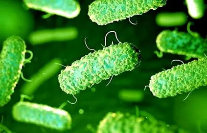 coli O157