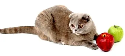 могат могат
