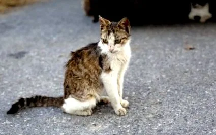 стимуланти котки