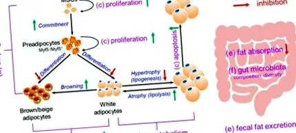 затлъстяването