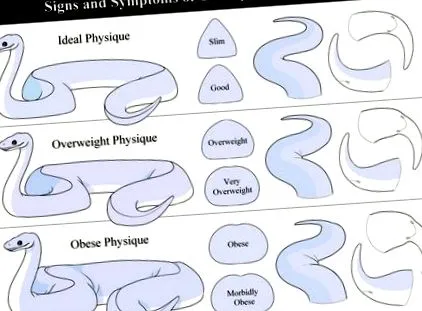 python python