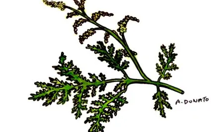 annua
