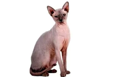 котки