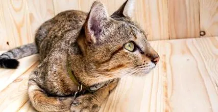 храна котешка