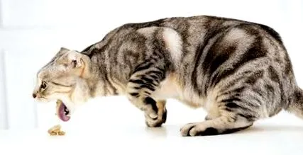 котки