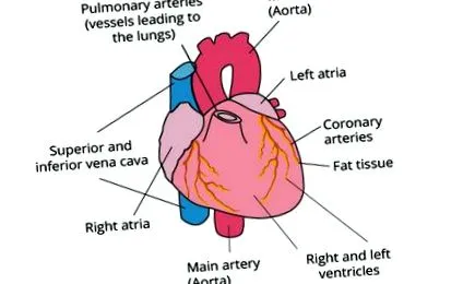 cardiosecur