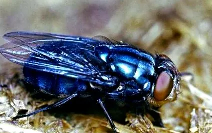 британика