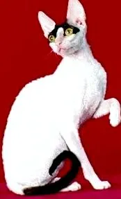 корниш