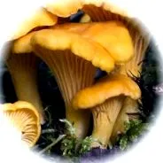 Cantharellus cibarius