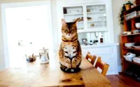 котките животни