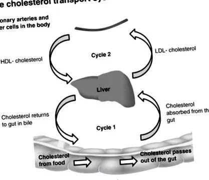 ScienceDirect теми теми