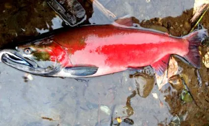 coho coho