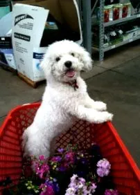cushings