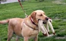 кучета