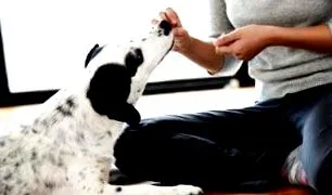стомах animal