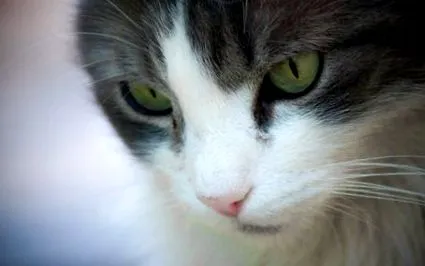 котка
