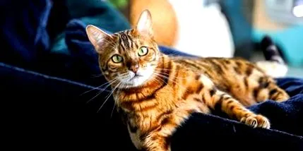 котките