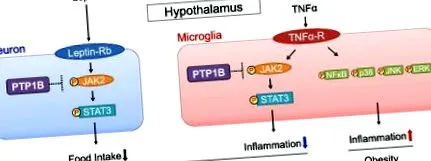 ptp1b