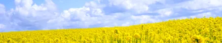 опасности масло