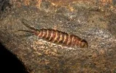 enterobacteriaceae