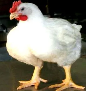 дънканс