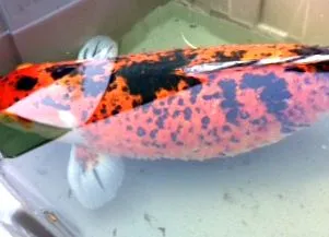 водни