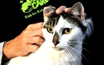 котешка
