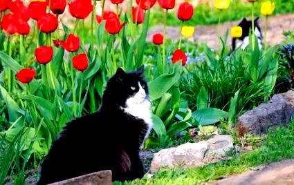 храненето котките
