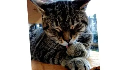 истина котешки