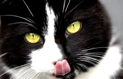 котка вашата