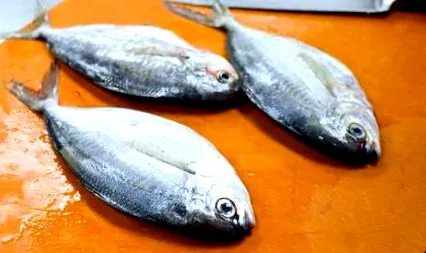fish