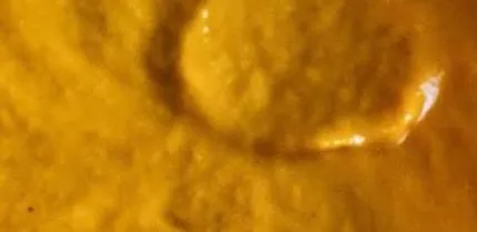 корен