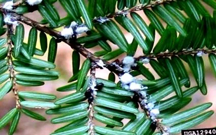 adelgid