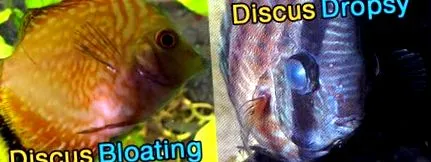отнасяте