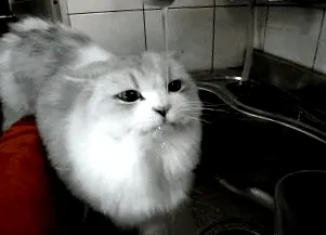 бюфет