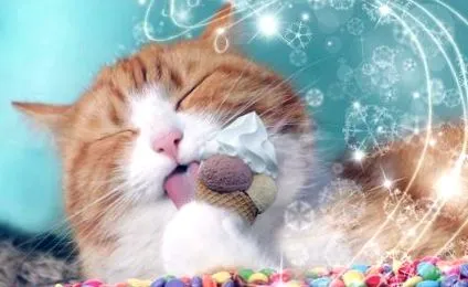 сложите котка