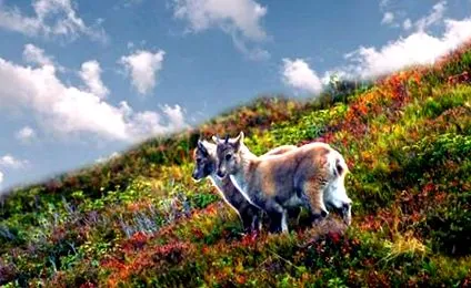 ibex